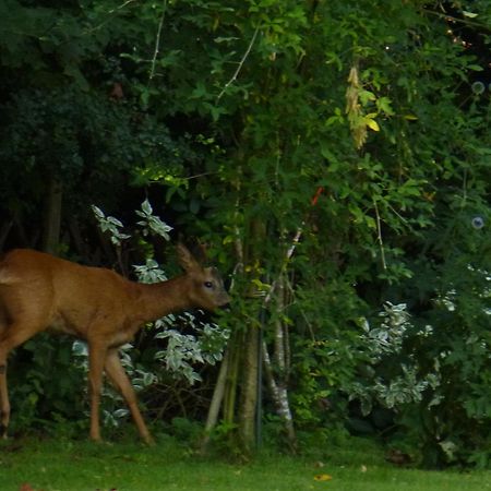 Appartamento Land Des Friedens In Nettersheim / Eifel Esterno foto