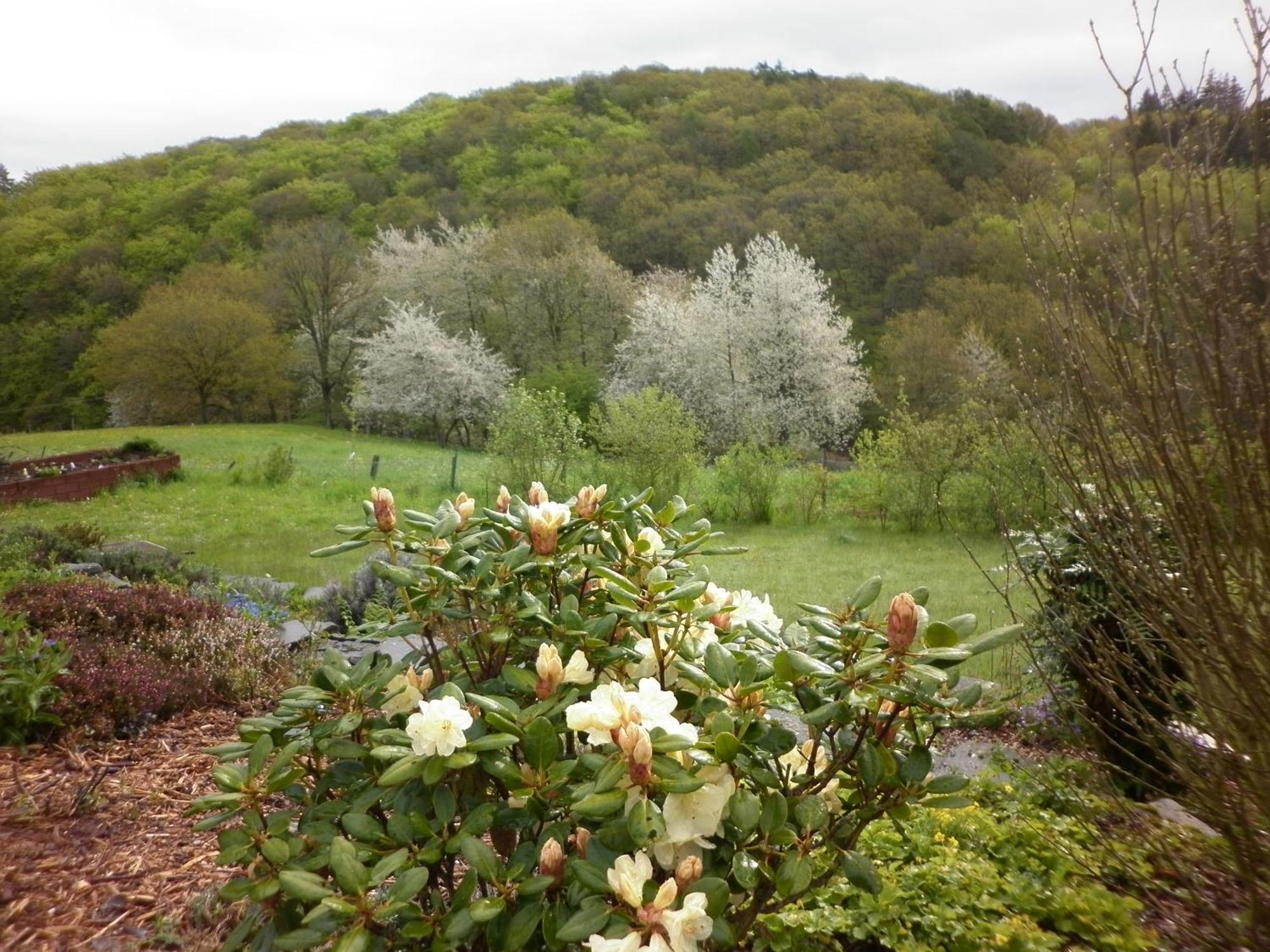 Appartamento Land Des Friedens In Nettersheim / Eifel Esterno foto
